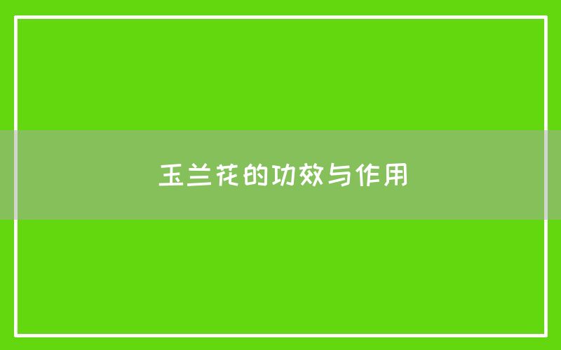 玉兰花的功效与作用