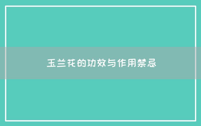 玉兰花的功效与作用禁忌